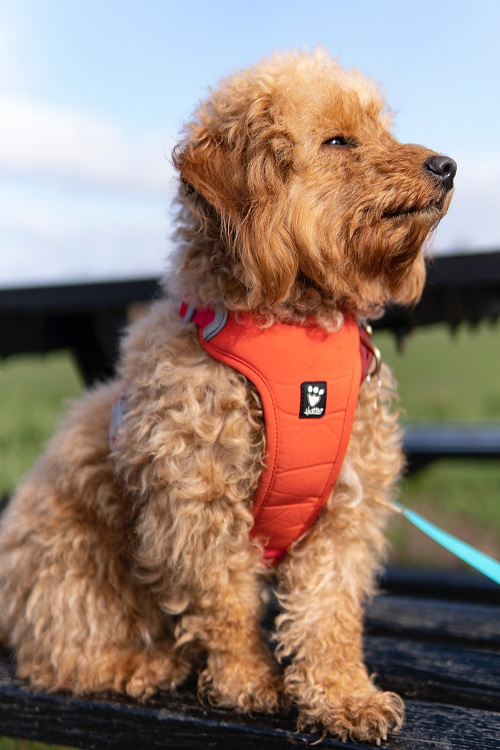 Why Tactical Dog Vests Rock for Electronic Detection Dogs